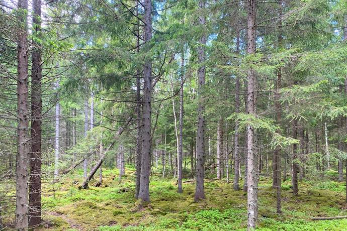 Gård med jordbruk på Dannäs Jonsbo 4 Dannäs ca 4 km från sjön Bolmen Värnamo kommun - bild 38