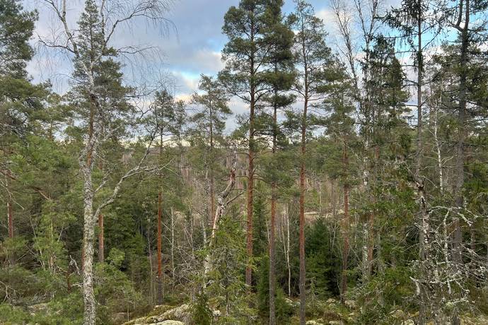 Gård/skog på Kvilleholm 131 Småland Vimmerby kommun - bild 5