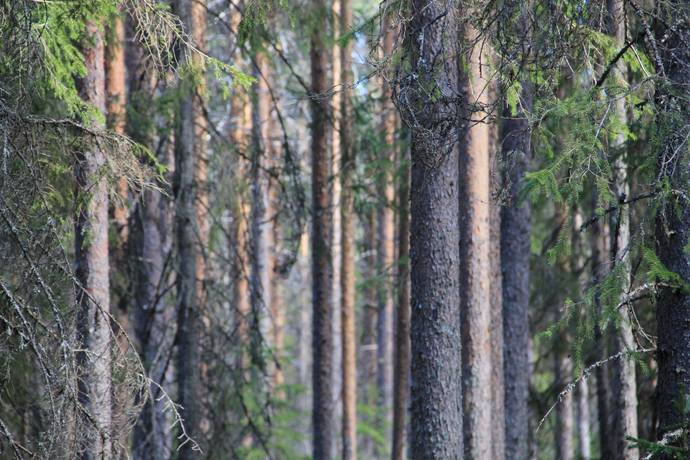 Gård/skog på Ale Ale Luleå kommun - bild 7