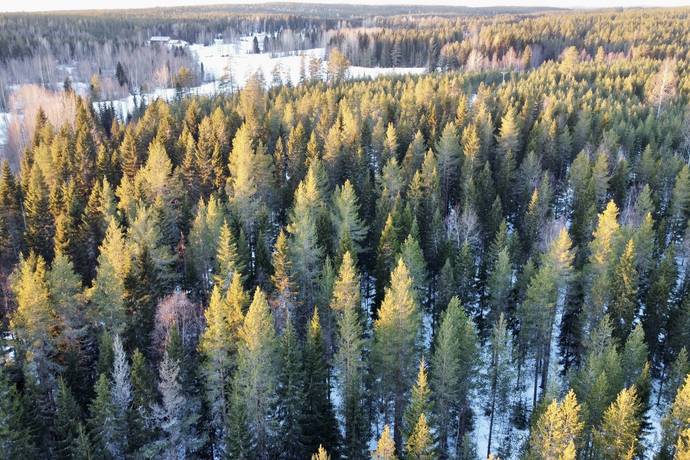 Gård med skogsbruk på Nya Ånäset Bygdeå Robertsfors kommun - bild 8