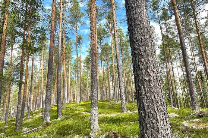 gård/skog på Åkra 16:7 Lima, Malung-Sälens kommun - bild 1
