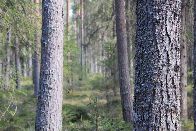 Gård/skog på Ale Ale Luleå kommun - bild 24