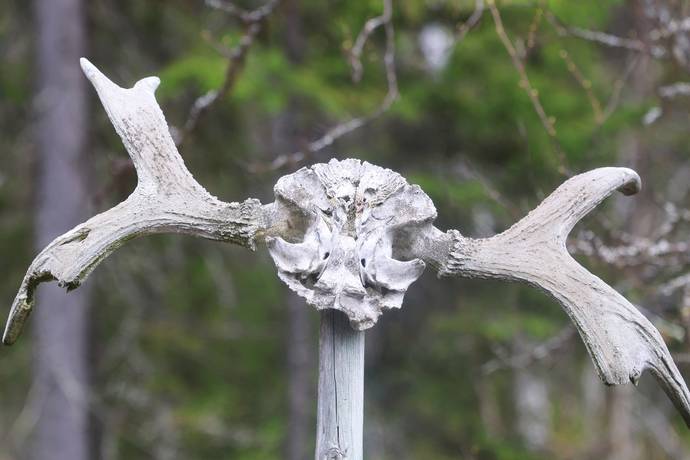 Gård med skogsbruk på HÄRJEDALEN HÅN 9:13, 14:6, 14:7 Vemhån Härjedalens kommun - bild 22