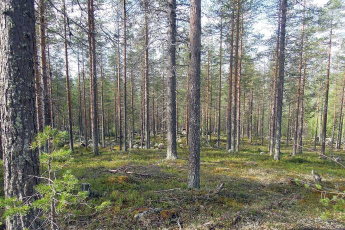 Gård/skog på Gällivare Skröven 14:1 Norrbotten Gällivare kommun - bild 6