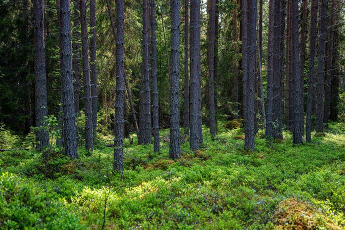 Gård med jordbruk på Salom Bergs kommun - bild 35