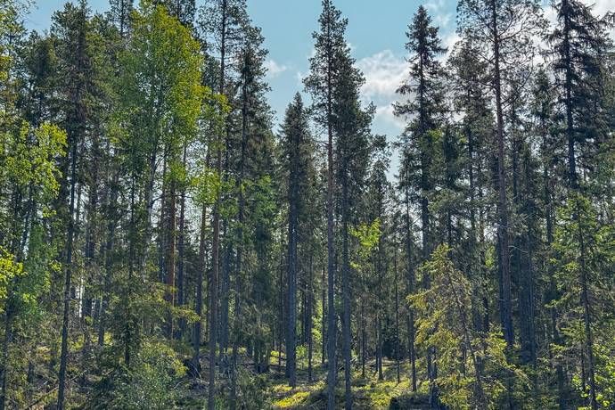 gård/skog på Krokom Laxviken 1:72 Föllinge, Krokoms kommun - bild 5