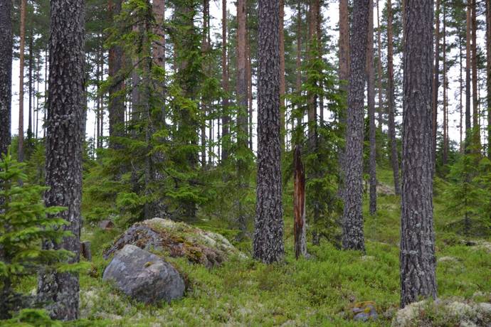 Dala-Järna, Vansbro kommun