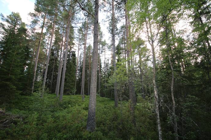 Rörbäcksnäs, Malung-Sälens kommun