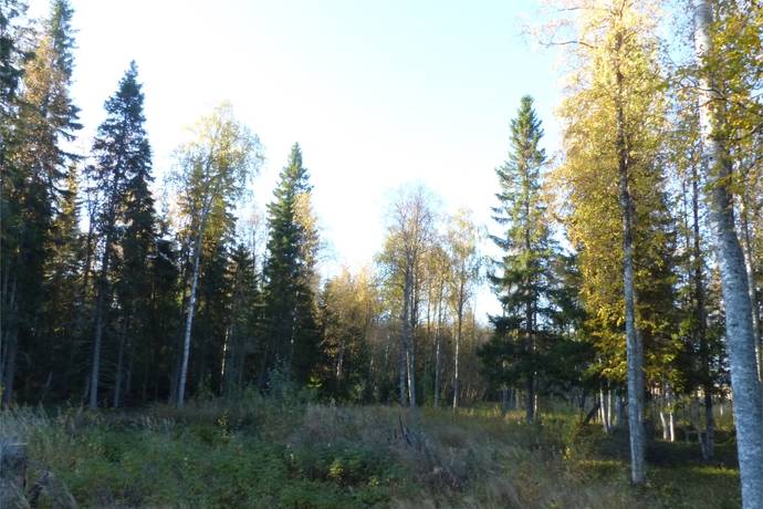 Pålänge 213, Påläng, Kalix kommun