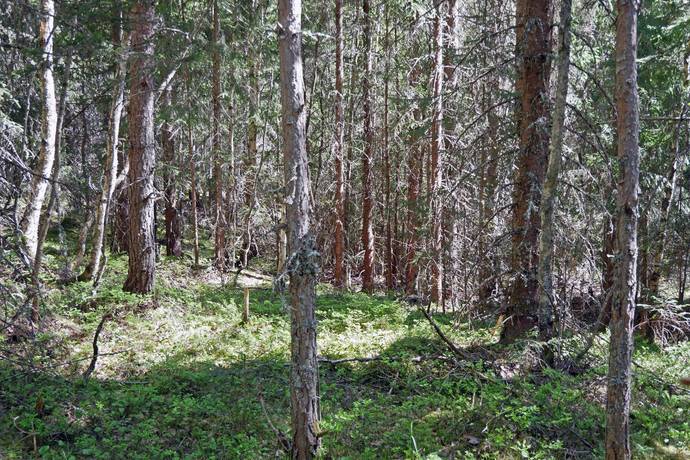 Gård med skogsbruk på Aspberget  Torsby kommun - bild 6