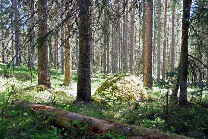 Gård med skogsbruk på Aspberget  Torsby kommun - bild 9