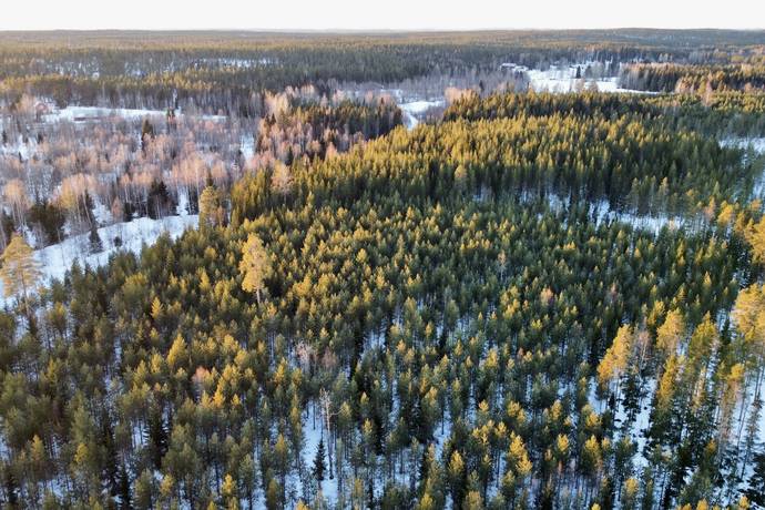 Gård med skogsbruk på Nya Ånäset Bygdeå Robertsfors kommun - bild 5