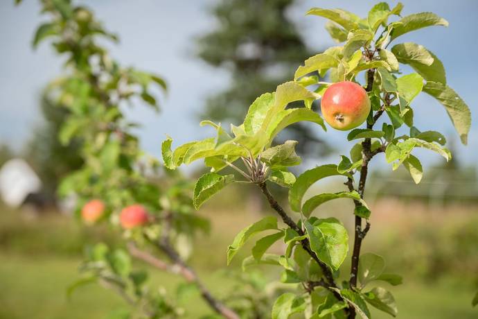 gård/skog på Råsjö 126 Östavall, Ånge kommun - bild 4
