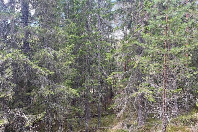 Gård med skogsbruk på Leksand Ytteråkerö 21:21 Björberget Leksands kommun - bild 29