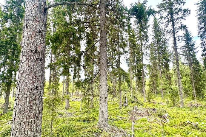 gård/skog på Holmen 2 Glommersträsk, Arvidsjaurs kommun - bild 5