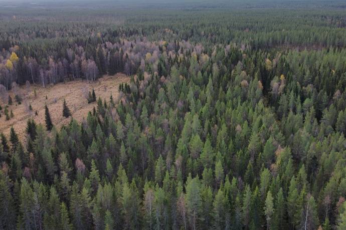 gård med jordbruk på Långträsk 2 Långträsk, Malå kommun - bild 3