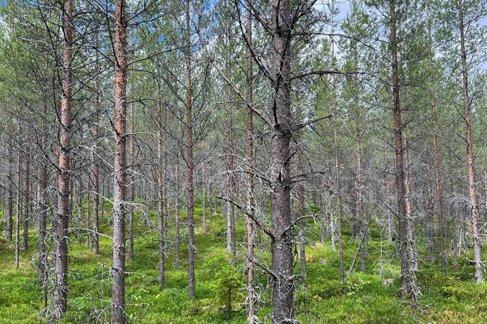 gård/skog på Åkra 16:7 Lima, Malung-Sälens kommun - bild 3