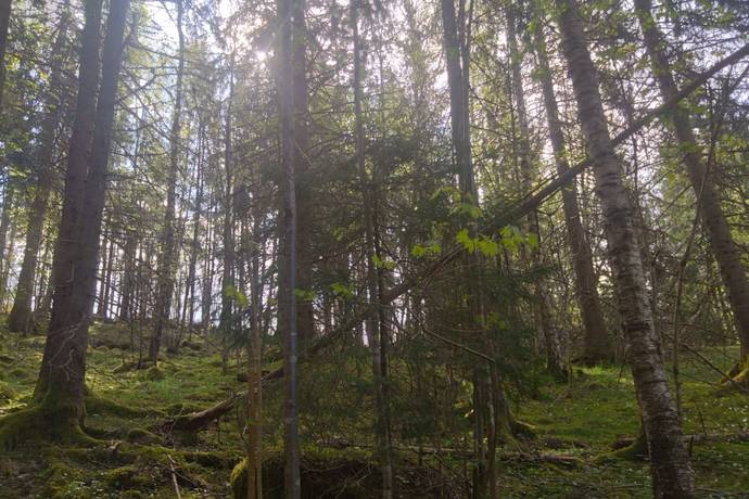 Tomt på Lindesby 510 Nora kommun - bild 4