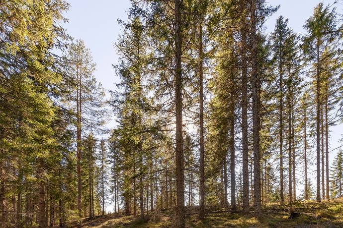 SUNNE LÅNGENÄS 1:96, Gräsmark, Sunne kommun
