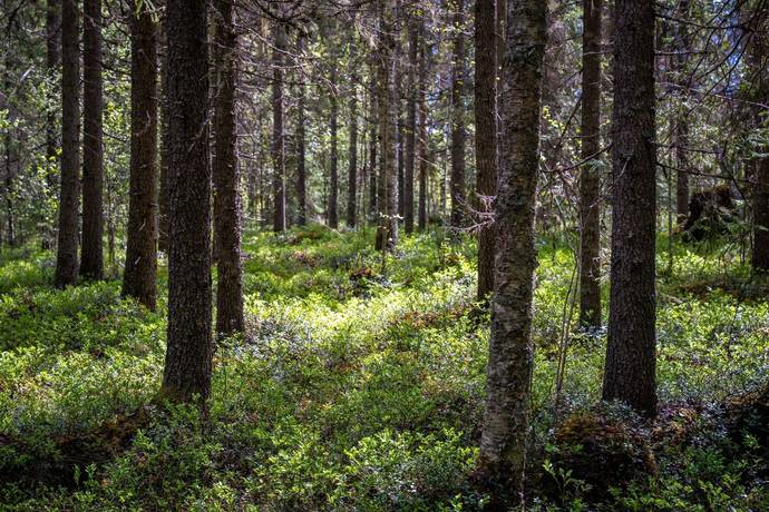 Gård med skogsbruk på Sollefteå Moflo 5:28 Moflo Sollefteå kommun - bild 2