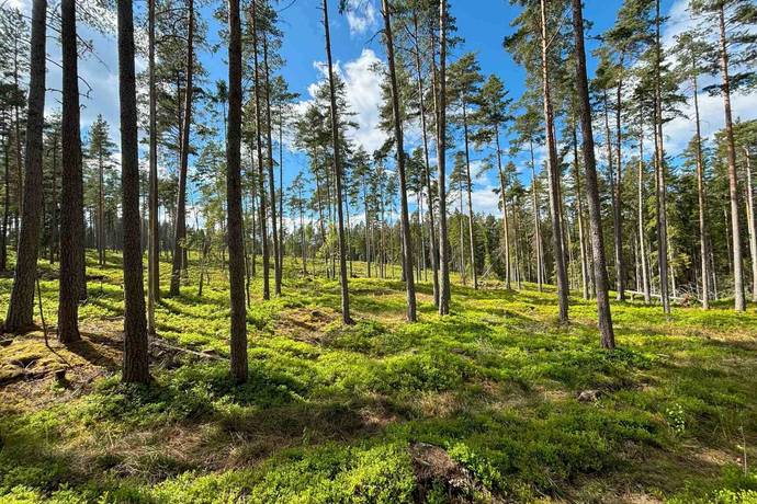 Gård med skogsbruk på Stenkällegården 1 Tiveden Karlsborgs kommun - bild 79