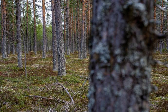 Gård/skog på Nederhögen Bergs kommun - bild 11