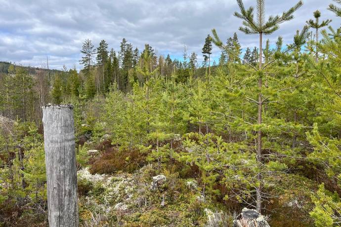 Gård med skogsbruk på Leksand Ytteråkerö 21:21 Björberget Leksands kommun - bild 9