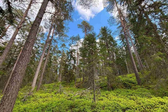 Gård med skogsbruk på Stenkällegården 1 Tiveden Karlsborgs kommun - bild 81