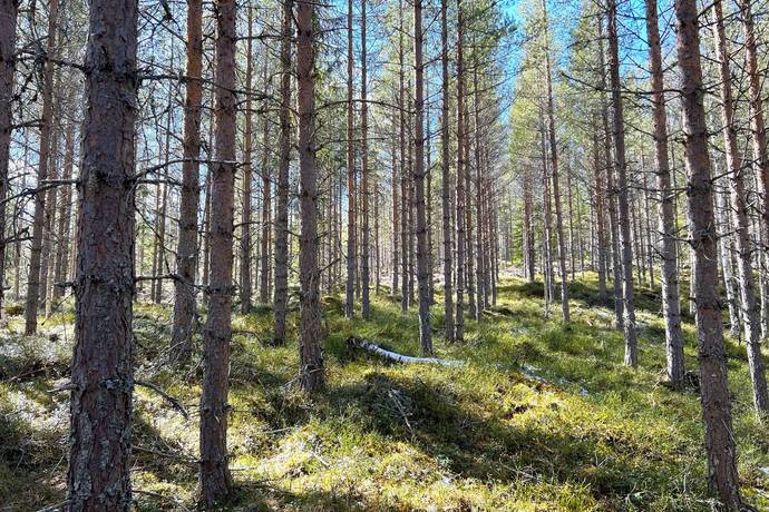 Gård/skog på Torrvål 13:5 Orsa kommun - bild 15