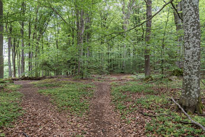 Tomt på Tormestorp Tormestorp Hässleholms kommun - bild 11
