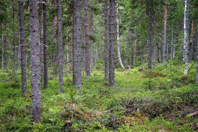Gård med skogsbruk på Sollefteå Moflo 5:28 Moflo Sollefteå kommun - bild 18