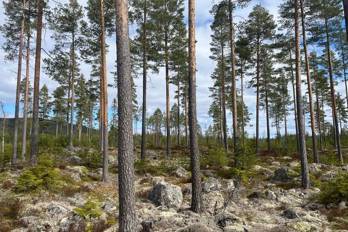 Gård med skogsbruk på Leksand Ytteråkerö 21:21 Björberget Leksands kommun - bild 23