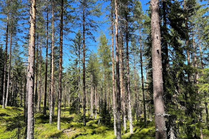 gård/skog på Östra Storbyn 80:1 Våmhus, Mora kommun - bild 2