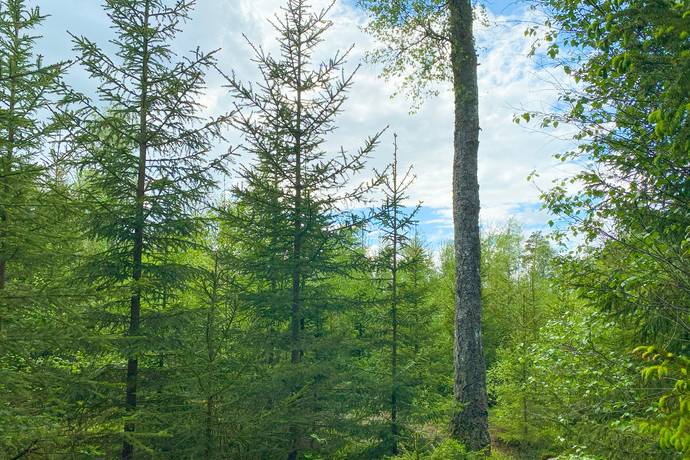 Gård med jordbruk på Dannäs Jonsbo 4 Dannäs ca 4 km från sjön Bolmen Värnamo kommun - bild 37