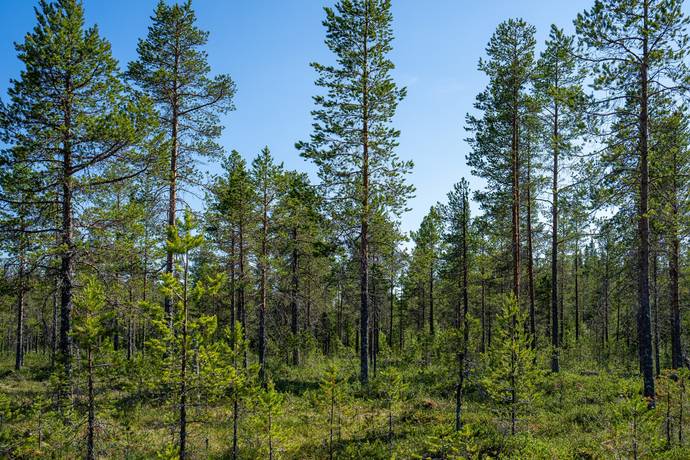 gård/skog på Ocksjön Bräcke, Bräcke kommun - bild 3