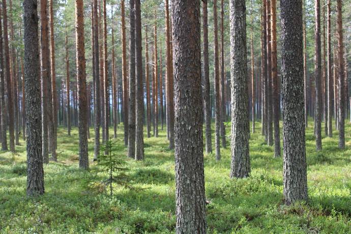 Boliden, Norsjö kommun