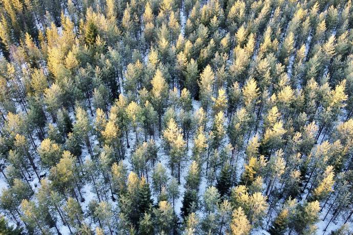 Gård med skogsbruk på Nya Ånäset Bygdeå Robertsfors kommun - bild 6