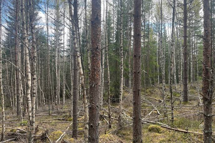Gård med skogsbruk på Leksand Ytteråkerö 21:21 Björberget Leksands kommun - bild 13