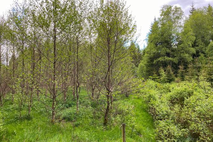 Gård med jordbruk på Dannäs Jonsbo 4 Dannäs ca 4 km från sjön Bolmen Värnamo kommun - bild 31