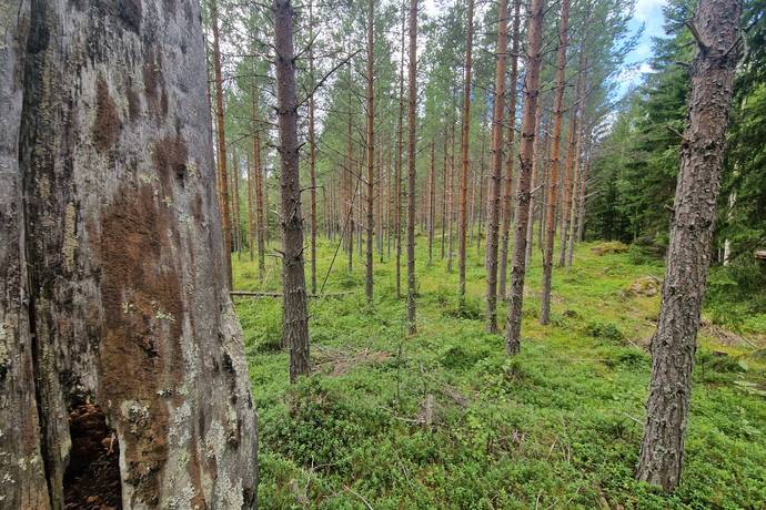 Sörbygden, Bräcke kommun