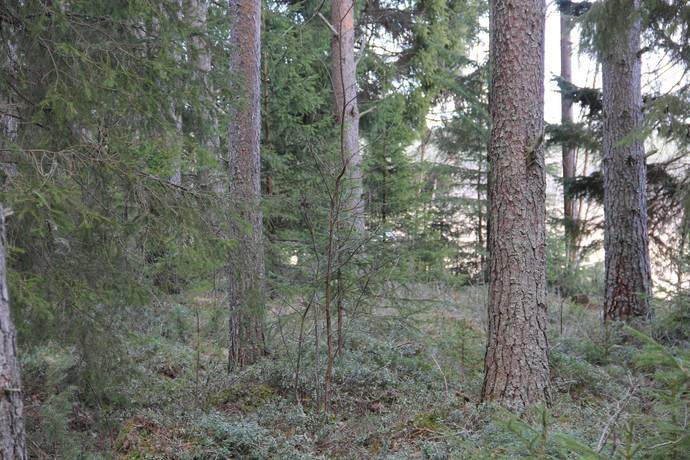 Gård/skog på Lillpite Piteå kommun - bild 4