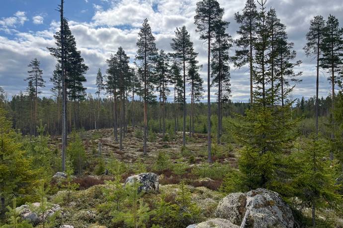 Gård med skogsbruk på Leksand Ytteråkerö 21:21 Björberget Leksands kommun - bild 11