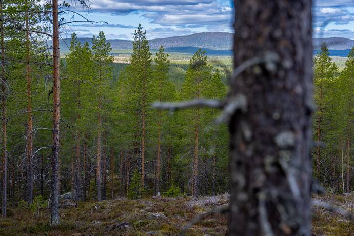 Gård/skog på Gargnäs 1:5 Sorsele Sorsele kommun - bild 7