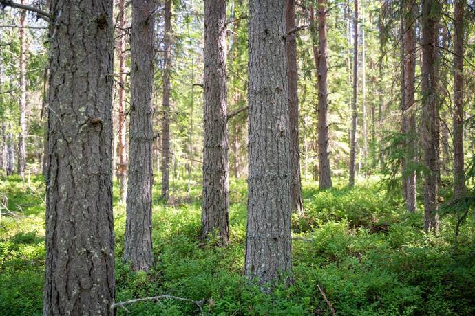 gård med skogsbruk på STRÖMSUND TÅSJÖ 4:48 Tåsjö, Strömsunds kommun - bild 5