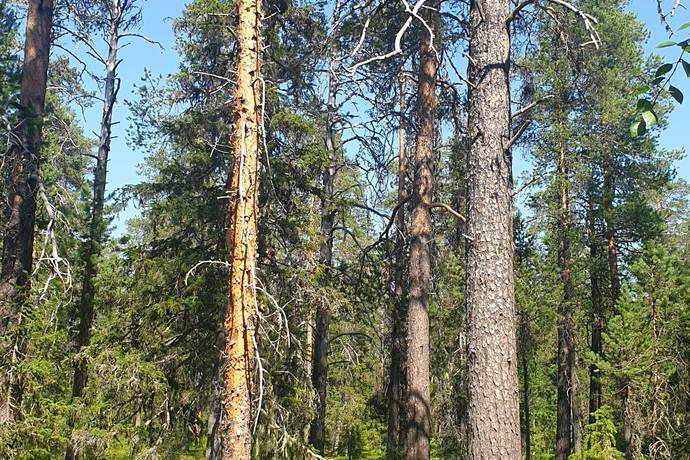 gård med skogsbruk på Norra Baktsjaur 11 Glommersträsk, Arvidsjaurs kommun - bild 3