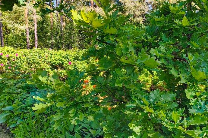 7 rum villa på Åvägen 3 Niemisel, Luleå kommun - bild 5