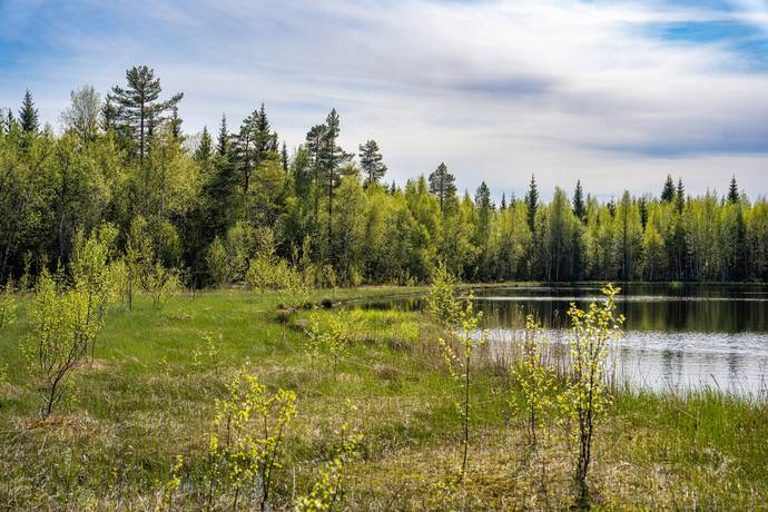 Yxskaftkälen, Strömsunds kommun