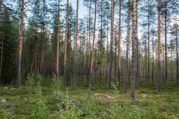 Vidsel, Älvsbyns kommun