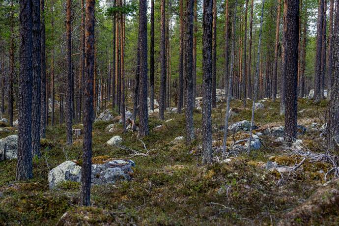 Gård/skog på Gargnäs 1:5 Sorsele Sorsele kommun - bild 4