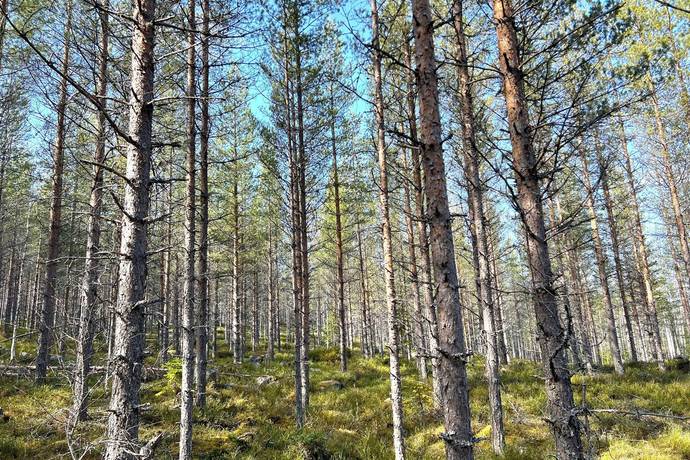Gård/skog på Torrvål 13:5 Orsa kommun - bild 13